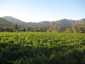 Hard Rock Cabernet Hard Rock Cabernet