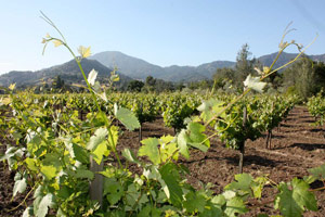 Mad Zinfandel Mad Zinfandel