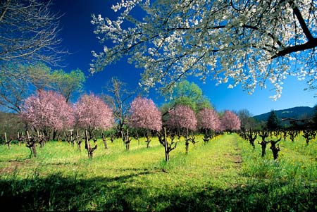 Old Growth Zinfandel Old Growth Zinfandel - Photo credit: Nick Elias