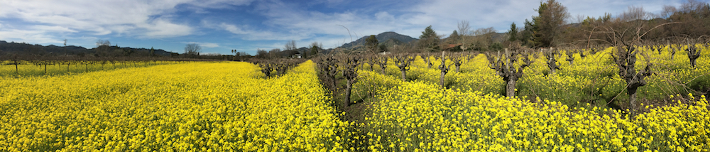 Old Growth Petite Syrah Mancini